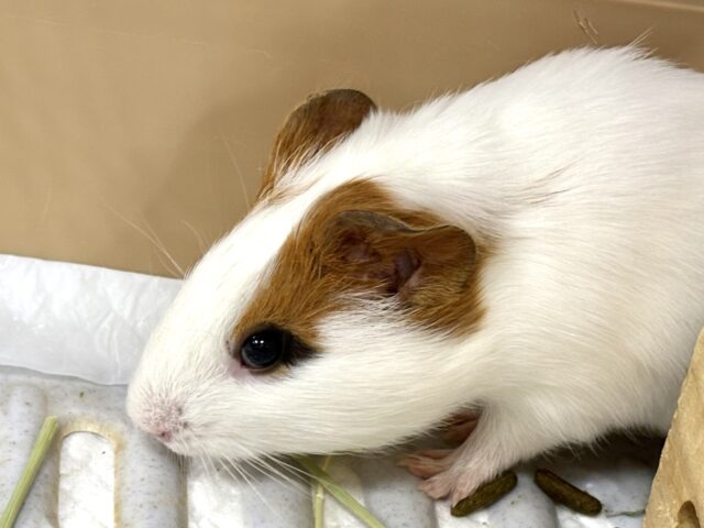 イングリッシュモルモット