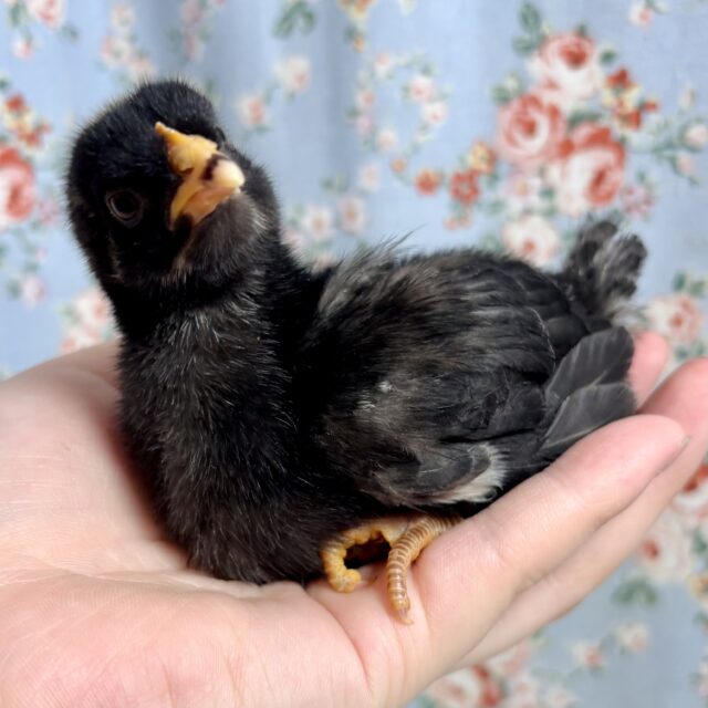 ボリスブラウン&ブリモスロック のひよこ達来てくれました〜🐤⸝꙳🐦⸒⸒ ボリスブラウン、ブリモスロック