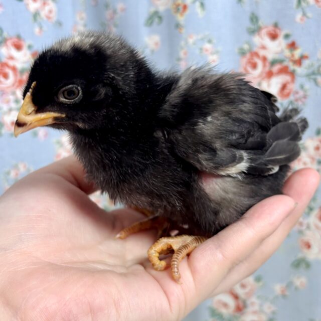 ボリスブラウン、ブリモスロック