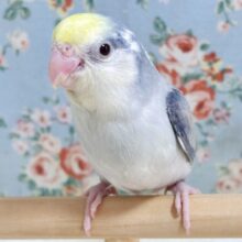 マメルリハ   ターコイズバイオレットモーブパイドファロー  男の子  🐦✨.ﾟ･*..☆