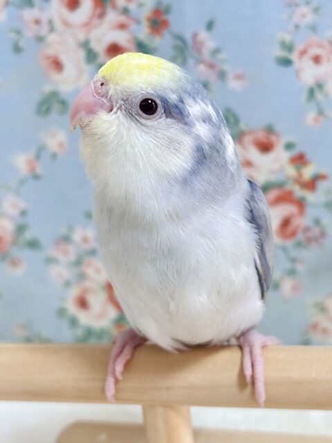 マメルリハ