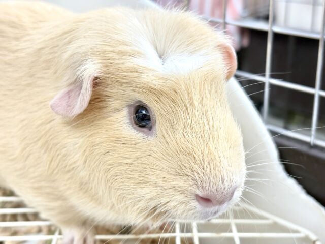優しいカラーのむちむちボディ♡ロシアンモルモット（男の子）