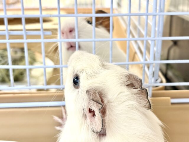 アビシニアンモルモット