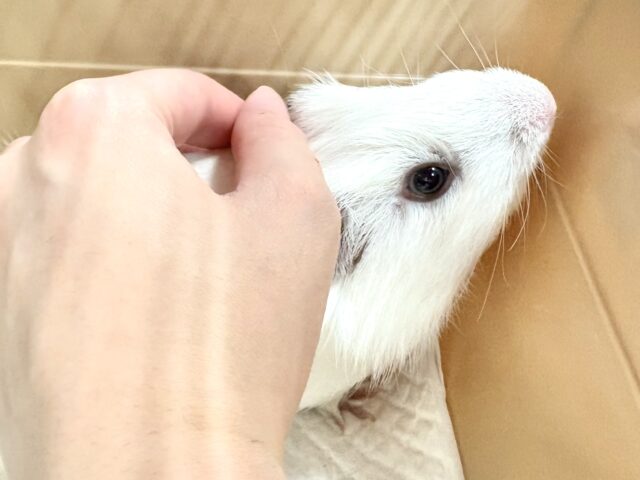 アビシニアンモルモット
