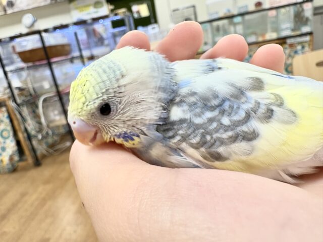 セキセイインコ