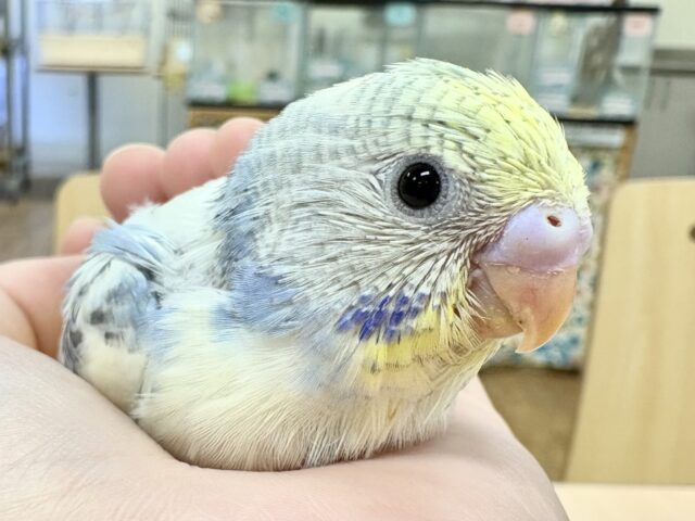 【最新画像更新🪄︎︎】好奇心旺盛💙💛セキセイインコちゃん（パステルレインボーパイド）ヒナ
