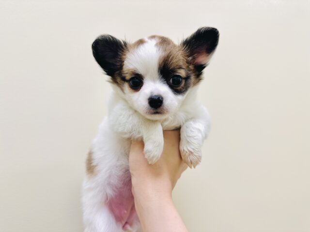 ポメチー（ポメチワ）
