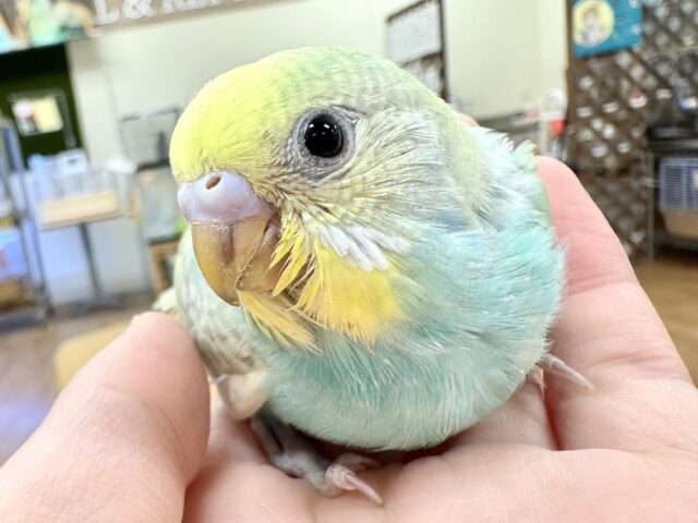 【最新画像更新🪄︎︎】いっぱい食べて大きくなるよ🩵💛セキセイインコ（パステルレインボースパングル）ヒナ