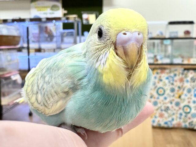 セキセイインコ