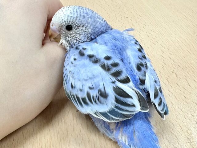 【最新画像】恥ずかしがりやなセキセイインコちゃん（オパーリン）ヒナ