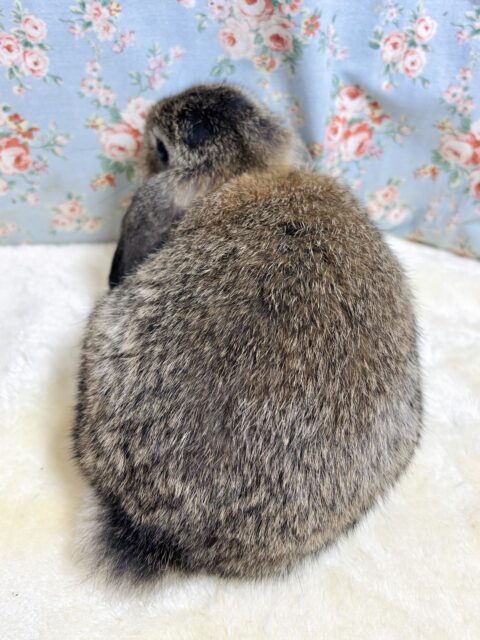ホーランドロップ