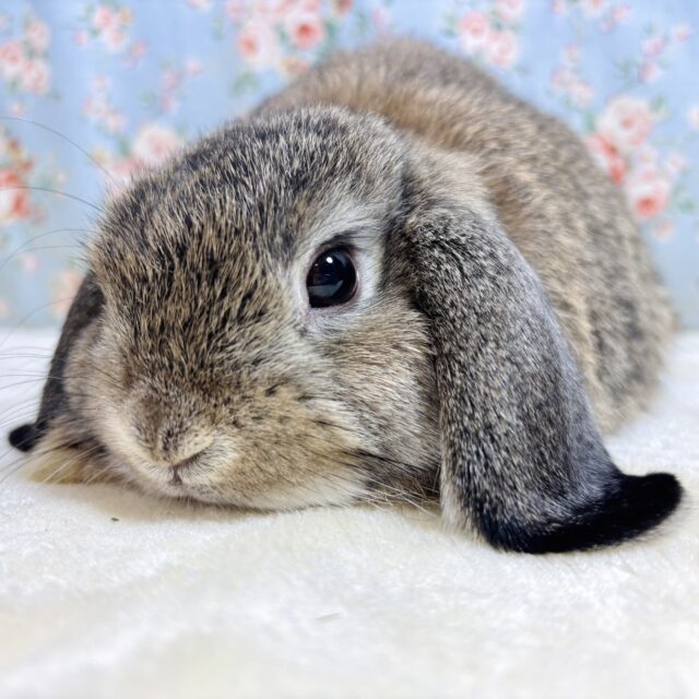 ホーランドロップ