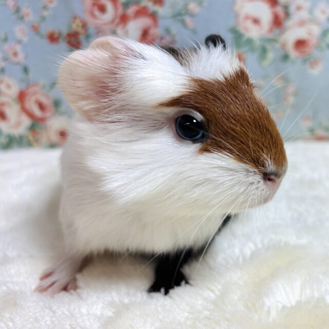 クレステッドモルモット