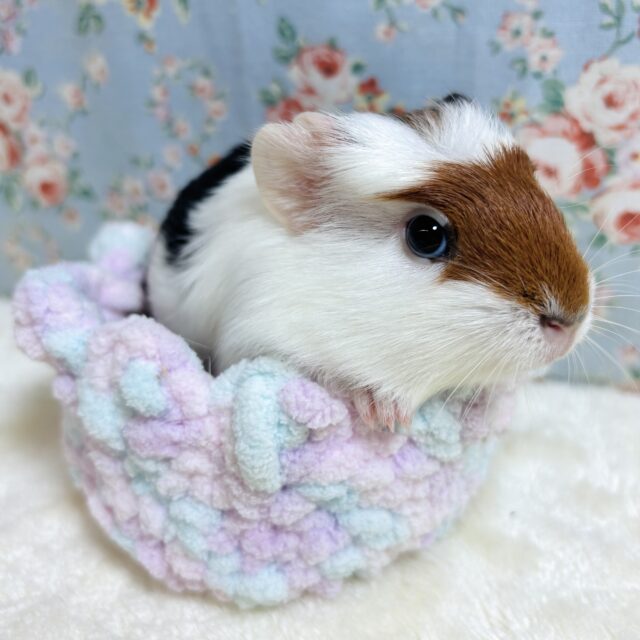 クレステッドモルモット