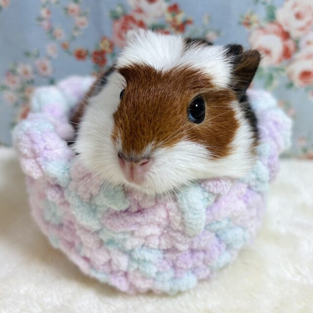 クレステッドモルモット