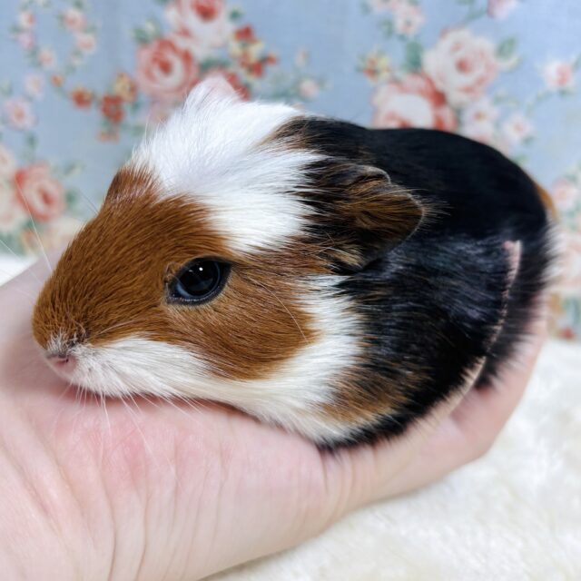 クレステッドモルモット