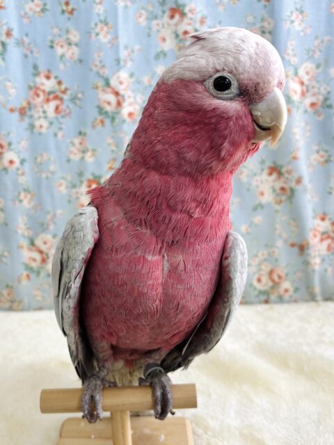 モモイロインコ