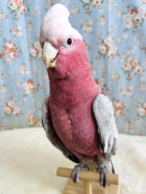 モモイロインコ