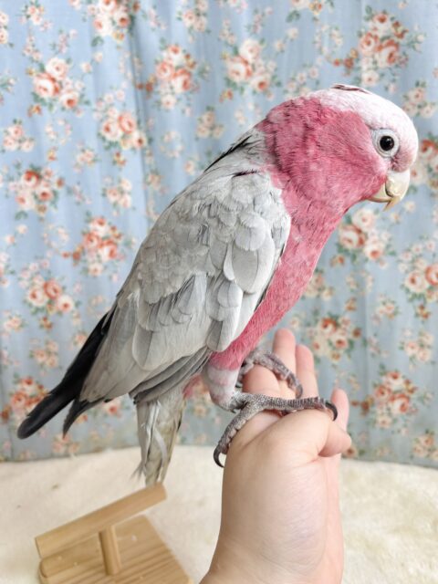 モモイロインコ