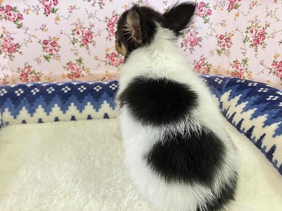 チワワ