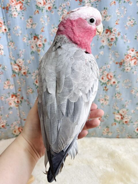 モモイロインコ