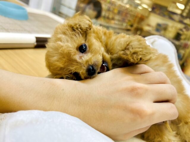 トイプードル