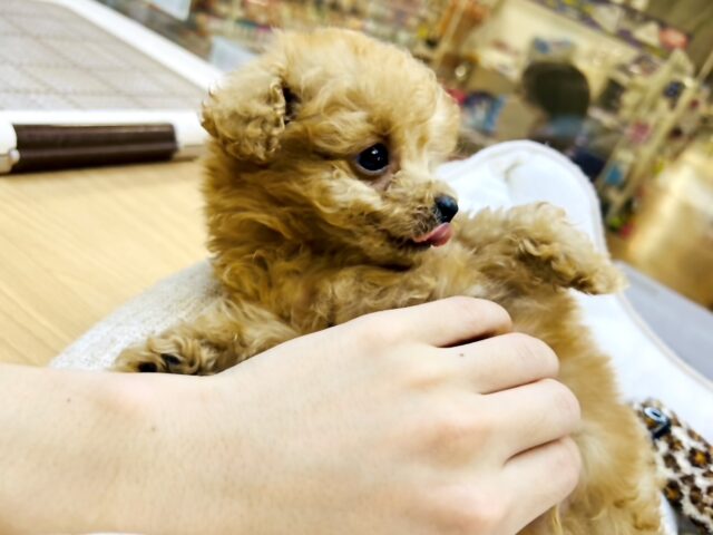 トイプードル
