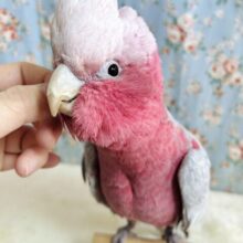 モモイロインコ  男の子  🍑💗