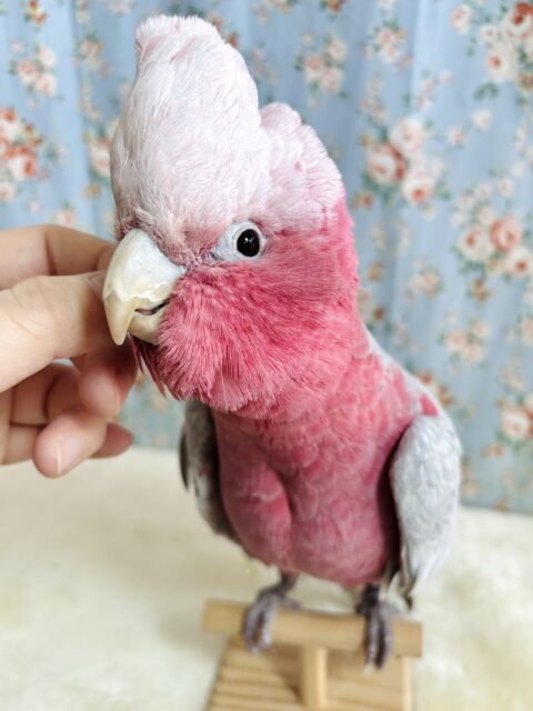 モモイロインコ 男の子 🍑💗