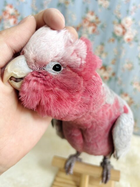 モモイロインコ