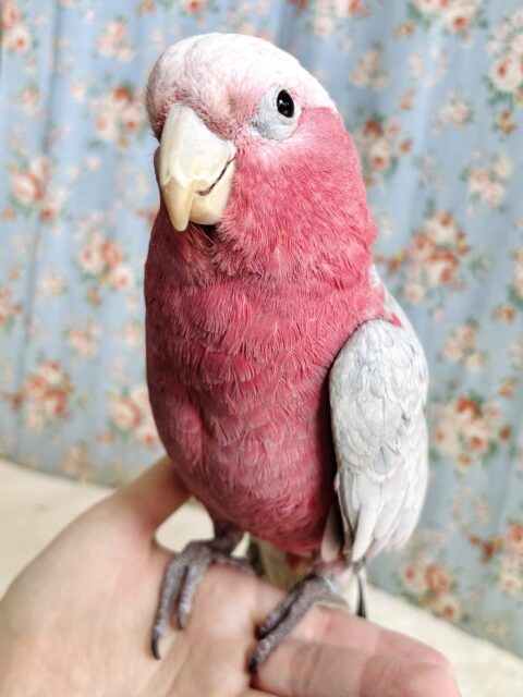 モモイロインコ