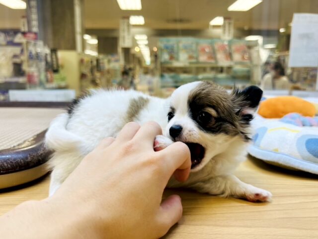 ポメチー（ポメチワ）