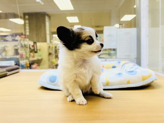 ポメチー（ポメチワ）