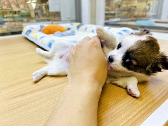 ポメチー（ポメチワ）