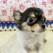 ぴょんぴょん跳ねるよ！パーティーカラーのチワワさん入舎！
