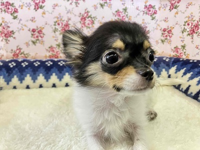 ぴょんぴょん跳ねるよ！パーティーカラーのチワワさん入舎！