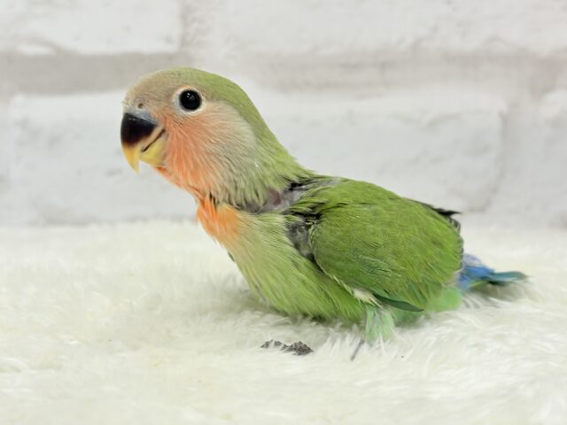 コザクラインコ（小桜インコ）