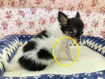 チワワ