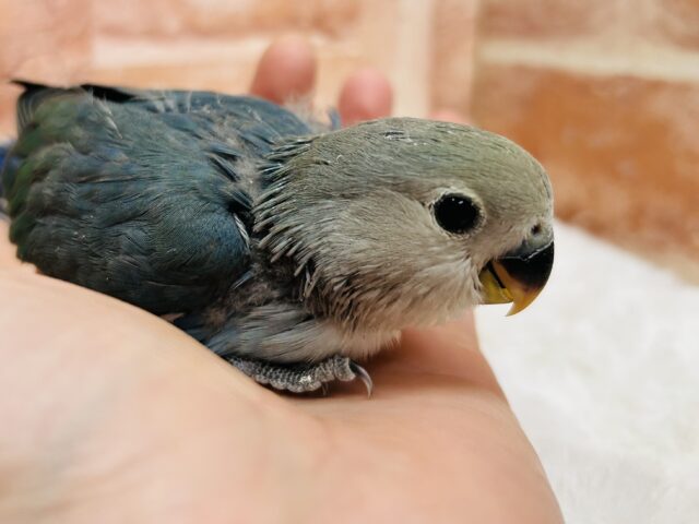 美しい青色が魅力的☆☆☆　コザクラインコ（ブルーチェリー）