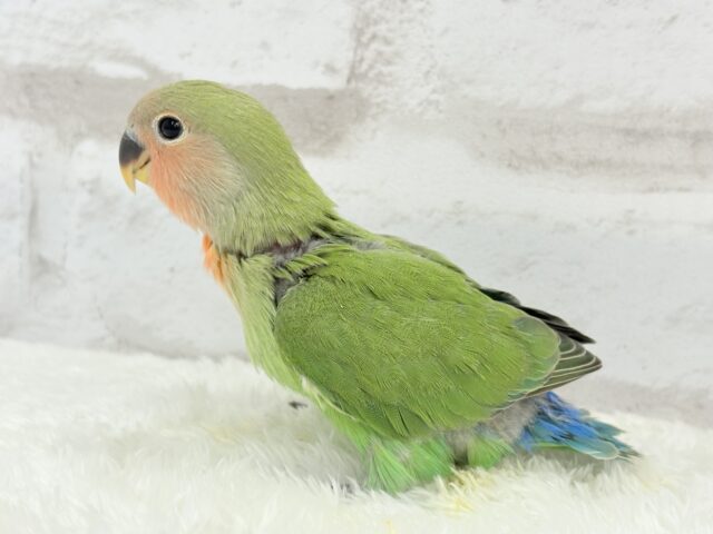 コザクラインコ（小桜インコ）