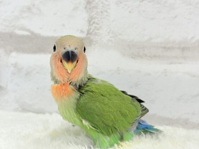 コザクラインコ（小桜インコ）