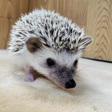 ちょっぴりツンデレ︎💓‪👉🏻👈🏻💓ハリネズミ(パイド)女の子