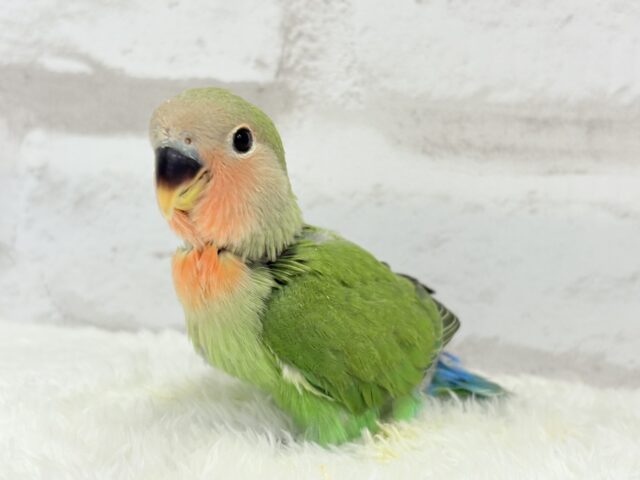 コザクラインコ（小桜インコ）
