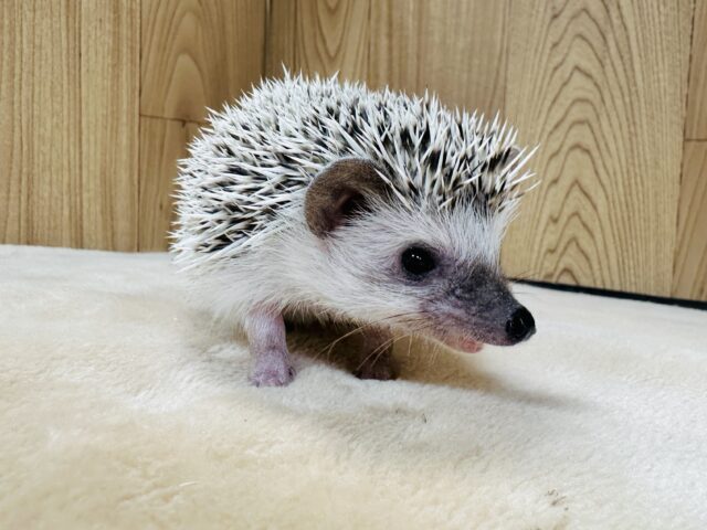 ハリネズミ