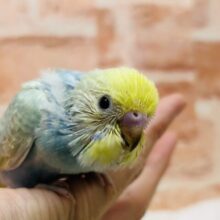 カラフルで幻想的なカラー⁉🌈🌈🌈　セキセイインコ（レインボー系）
