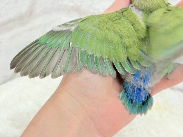 コザクラインコ（小桜インコ）