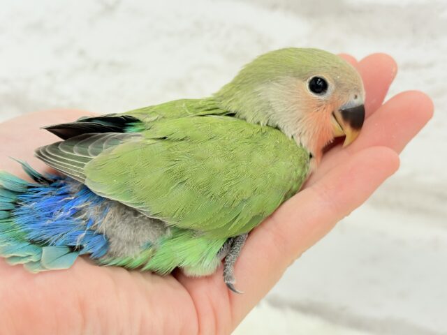 コザクラインコ（小桜インコ）