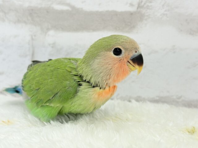 コザクラインコ（小桜インコ）