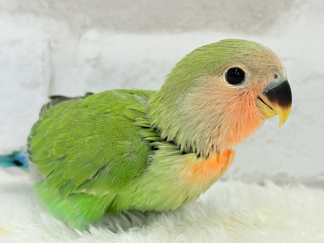 【最新画像更新🪄】おめめきゅるるんっ♡コザクラインコ(ノーマル) ヒナ