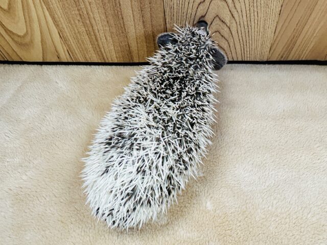 ハリネズミ